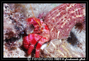 Drdanus arrosor. by Ferdinando Meli 